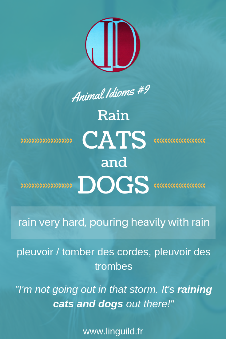 Animal idioms 9: to rain cats and dogs