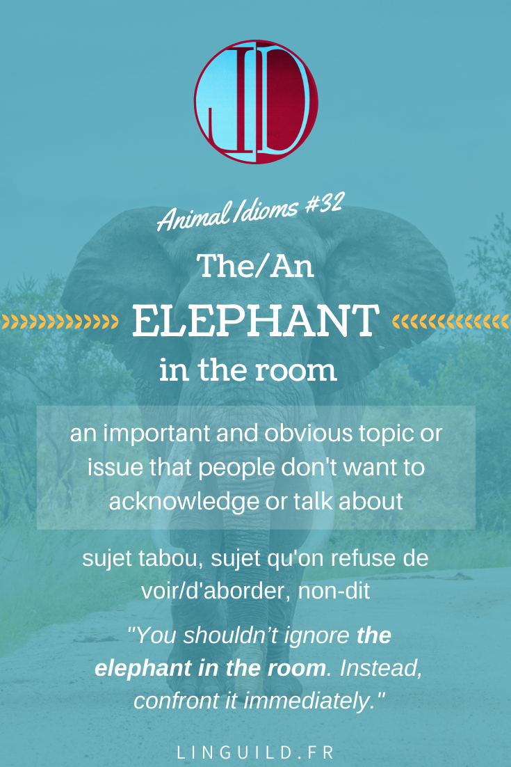 Animal idioms elephant in the room