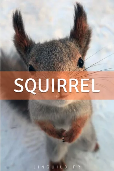 Fiches de vocabulaire à connaître en anglais : squirrel = écureuil