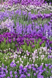 les couleurs en anglais lavender purple violet